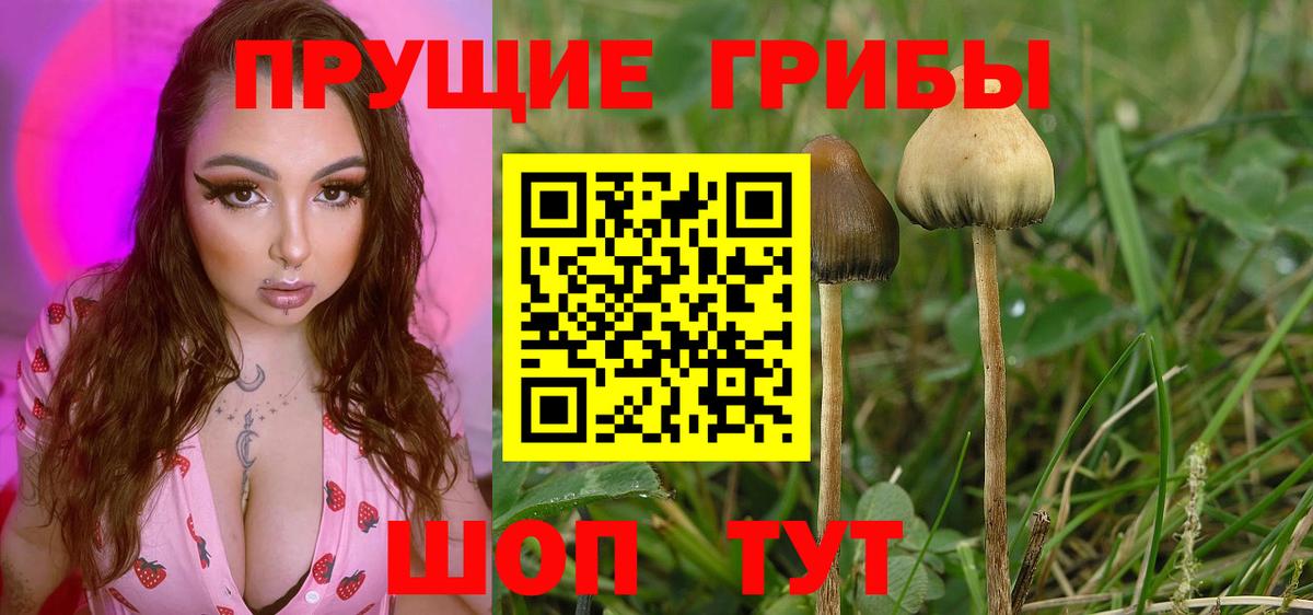 Псилоцибиновые грибы Psilocybine cubensis Волжский